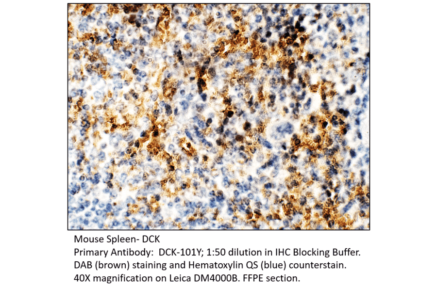Anti-DCK Antibody from FabGennix (DCK-101Y) - Antibodies.com