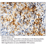 Anti-DCK Antibody from FabGennix (DCK-101Y) - Antibodies.com