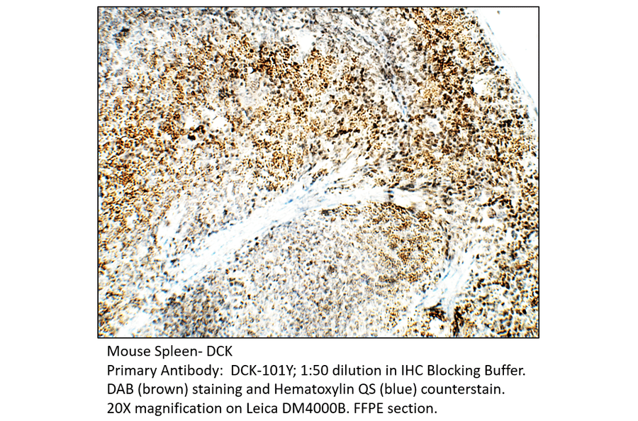 Anti-DCK Antibody from FabGennix (DCK-101Y) - Antibodies.com
