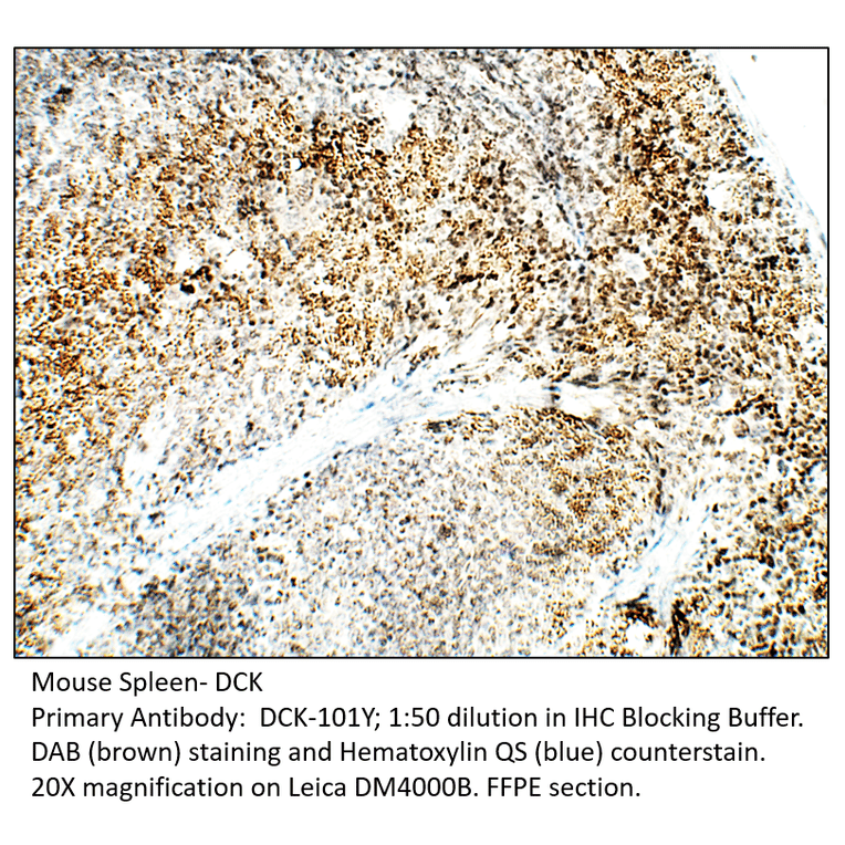 Anti-DCK Antibody from FabGennix (DCK-101Y) - Antibodies.com