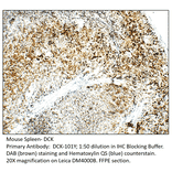 Anti-DCK Antibody from FabGennix (DCK-101Y) - Antibodies.com