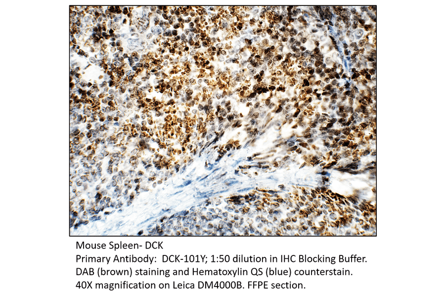 Anti-DCK Antibody from FabGennix (DCK-101Y) - Antibodies.com