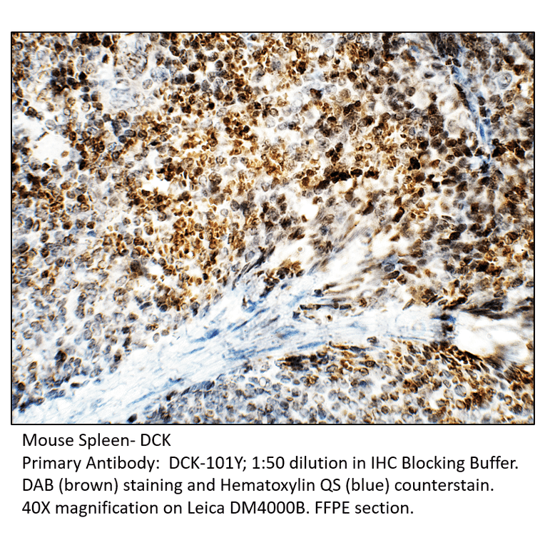 Anti-DCK Antibody from FabGennix (DCK-101Y) - Antibodies.com