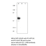 Alpha 1 Fetoprotein Blocking Peptide from FabGennix (P-AFP) - Antibodies.com