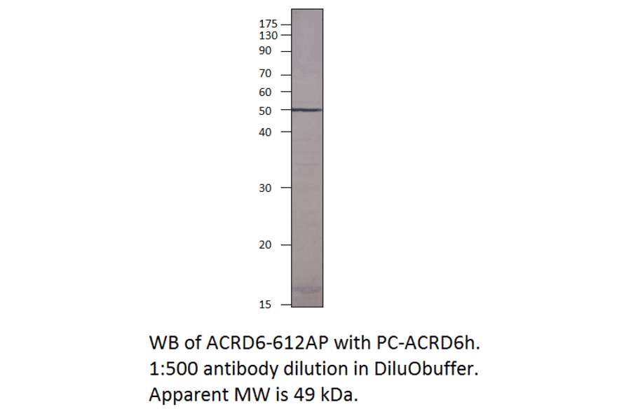 Atypical Chemokine Receptor D6 Blocking Peptide from FabGennix (P-ACRD6H) - Antibodies.com