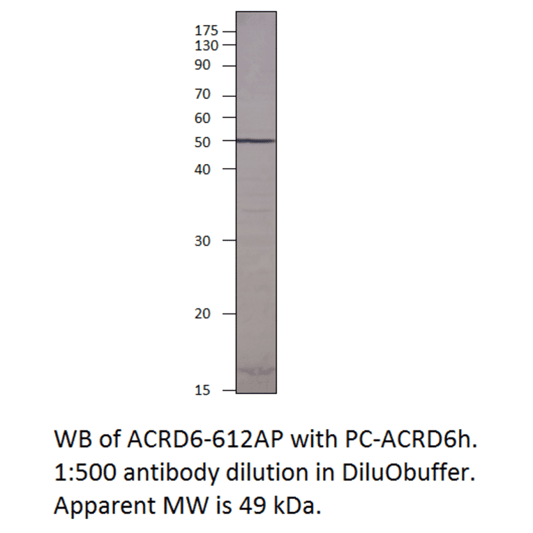 Atypical Chemokine Receptor D6 Blocking Peptide from FabGennix (P-ACRD6H) - Antibodies.com