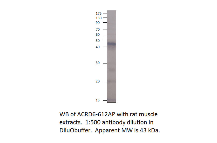 Atypical Chemokine Receptor D6 Blocking Peptide from FabGennix (P-ACRD6H) - Antibodies.com