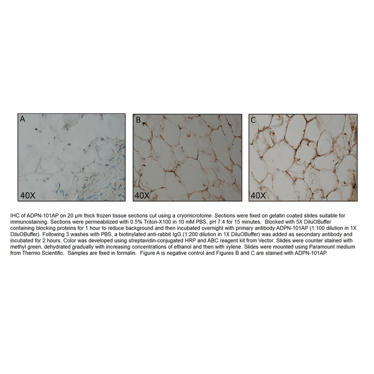 Adiponectin Blocking Peptide from FabGennix (P-ADPN) - Antibodies.com