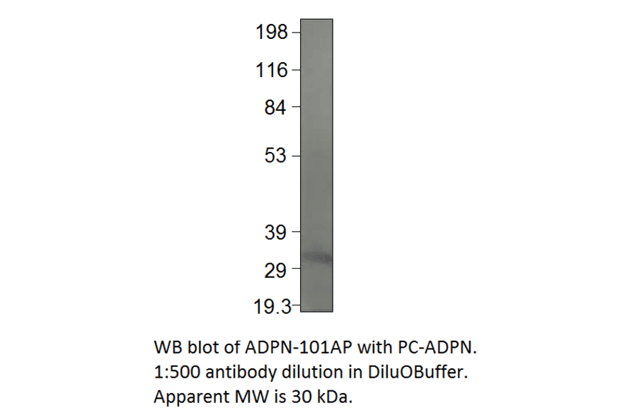 Adiponectin Blocking Peptide from FabGennix (P-ADPN) - Antibodies.com