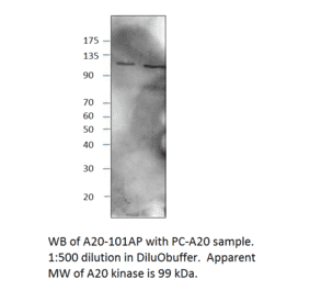 TNFAIP3 Blocking Peptide from FabGennix (P-A20) - Antibodies.com