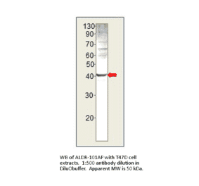 AKR1B1 Blocking Peptide from FabGennix (P-ALDR) - Antibodies.com