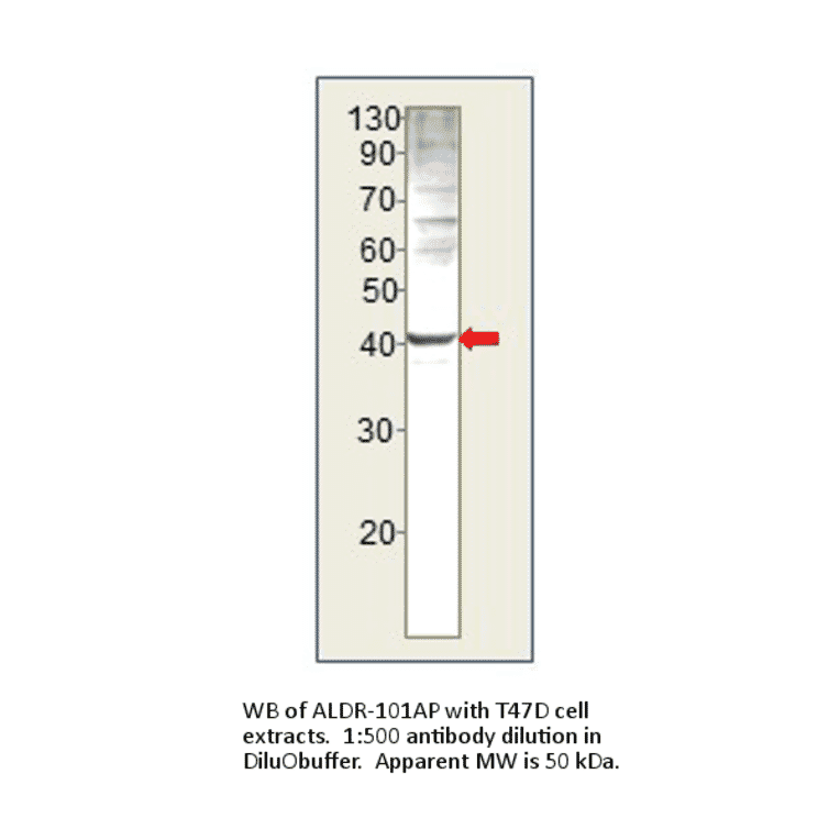 AKR1B1 Blocking Peptide from FabGennix (P-ALDR) - Antibodies.com