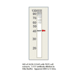 AKR1B1 Blocking Peptide from FabGennix (P-ALDR) - Antibodies.com