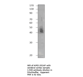 AIM2 Blocking Peptide from FabGennix (P-AIM2) - Antibodies.com