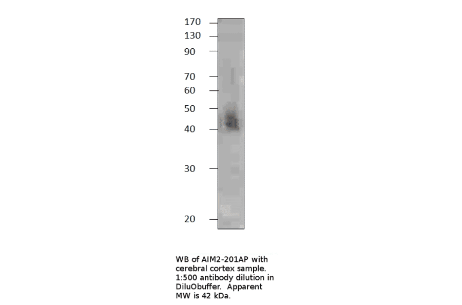 AIM2 Blocking Peptide from FabGennix (P-AIM2) - Antibodies.com