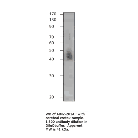 AIM2 Blocking Peptide from FabGennix (P-AIM2) - Antibodies.com