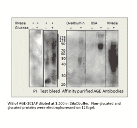 AGE Blocking Peptide from FabGennix (P-AGE) - Antibodies.com