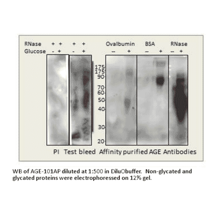 AGE Blocking Peptide from FabGennix (P-AGE) - Antibodies.com