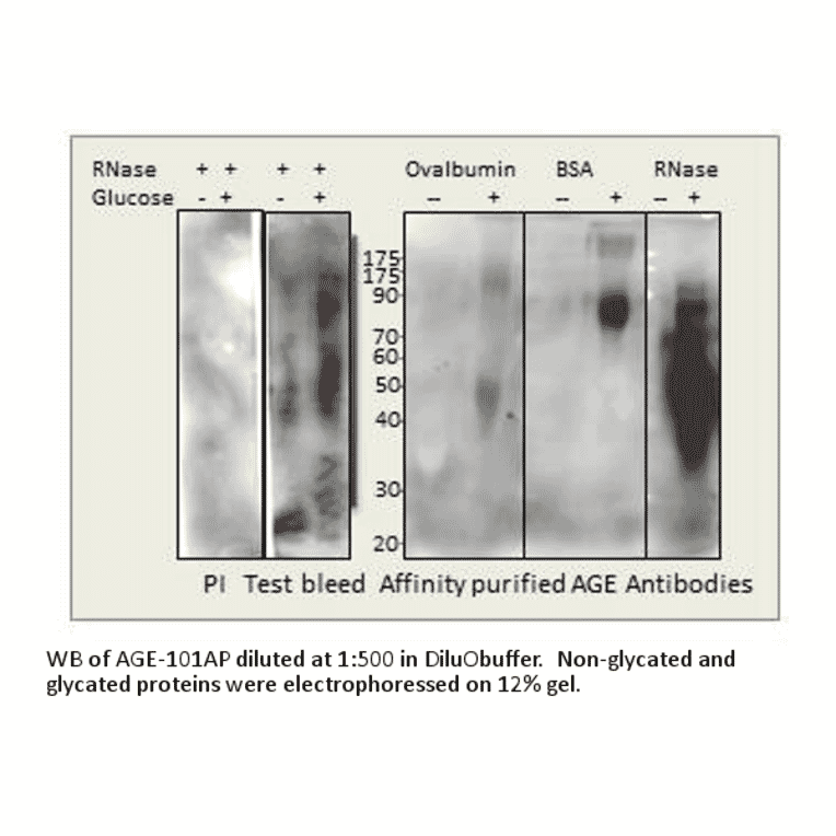 AGE Blocking Peptide from FabGennix (P-AGE) - Antibodies.com
