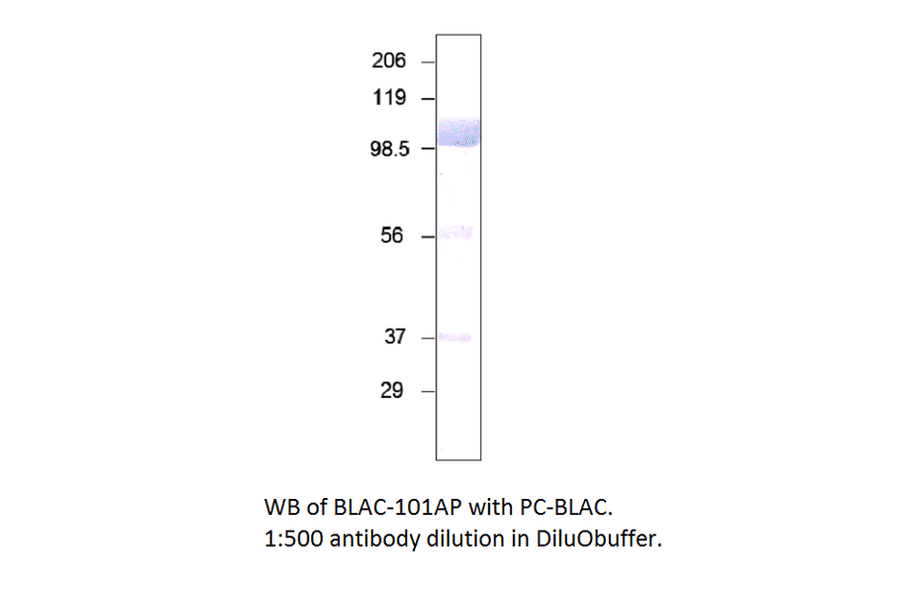 Bovine Lactoferrin Positive Control from FabGennix (PC-BLAC) - Antibodies.com
