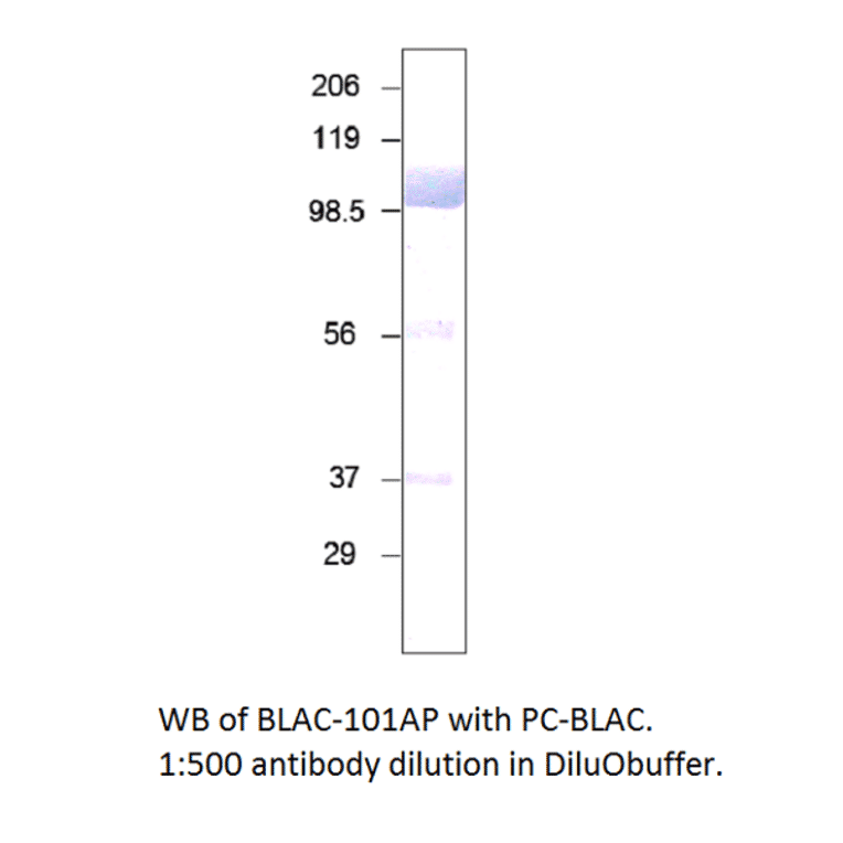 Bovine Lactoferrin Positive Control from FabGennix (PC-BLAC) - Antibodies.com