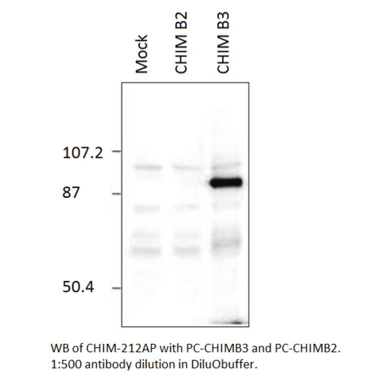 Chimaerin beta 3 Positive Control from FabGennix (PC-CHIMB3) - Antibodies.com