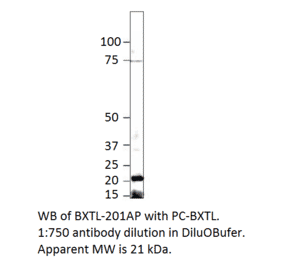 Beta crystallin S Positive Control from FabGennix (PC-BXTL) - Antibodies.com