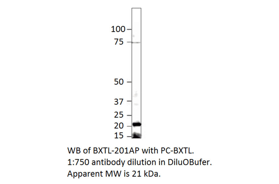 Beta crystallin S Positive Control from FabGennix (PC-BXTL) - Antibodies.com