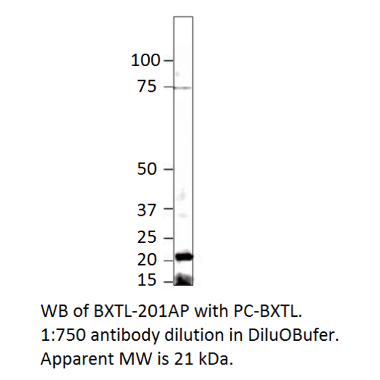 Beta crystallin S Positive Control from FabGennix (PC-BXTL) - Antibodies.com
