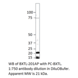 Beta crystallin S Positive Control from FabGennix (PC-BXTL) - Antibodies.com