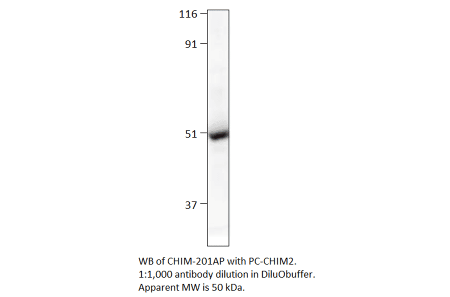 Chimaerin beta 2 Positive Control from FabGennix (PC-CHIM2) - Antibodies.com