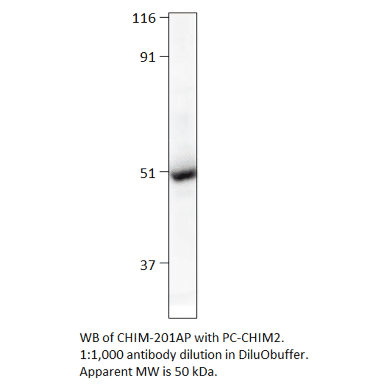 Chimaerin beta 2 Positive Control from FabGennix (PC-CHIM2) - Antibodies.com