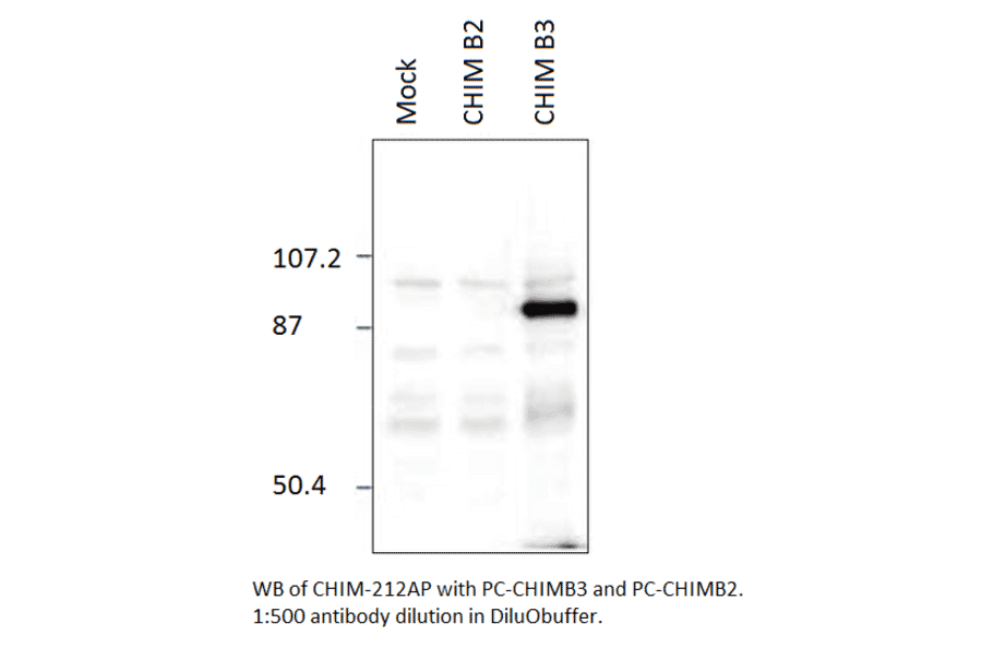 Chimaerin beta 2 Positive Control from FabGennix (PC-CHIM2) - Antibodies.com