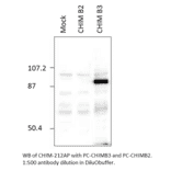 Chimaerin beta 2 Positive Control from FabGennix (PC-CHIM2) - Antibodies.com