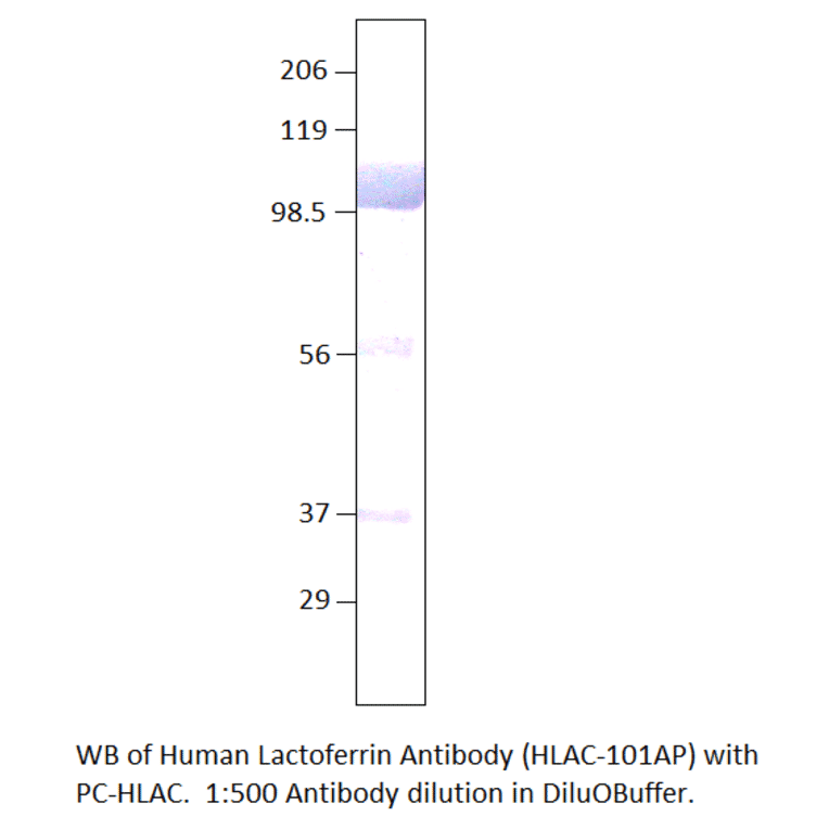 Human Lactoferrin Positive Control from FabGennix (PC-HLAC) - Antibodies.com
