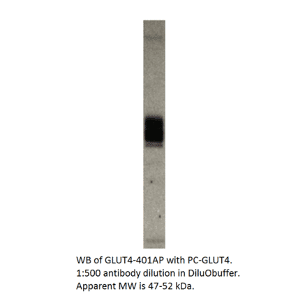 Glucose Transporter GLUT4 Positive Control from FabGennix (PC-GLUT4) - Antibodies.com