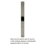 Glucose Transporter GLUT4 Positive Control from FabGennix (PC-GLUT4) - Antibodies.com