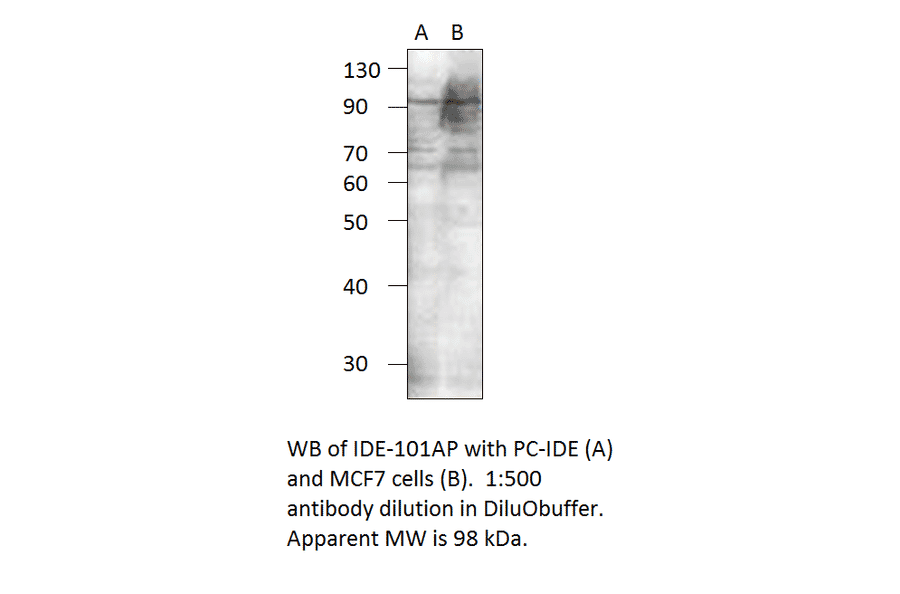 Insulin degrading enzyme Positive Control from FabGennix (PC-IDE) - Antibodies.com