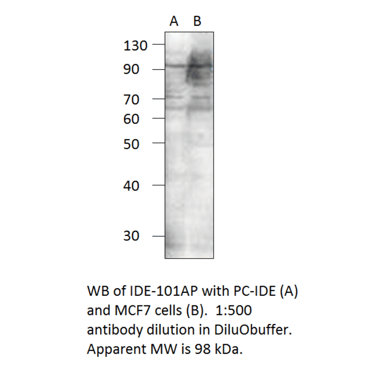 Insulin degrading enzyme Positive Control from FabGennix (PC-IDE) - Antibodies.com
