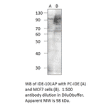 Insulin degrading enzyme Positive Control from FabGennix (PC-IDE) - Antibodies.com