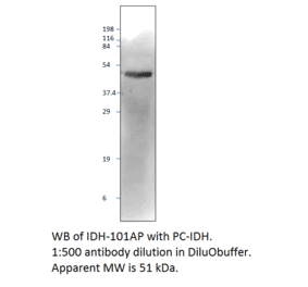 Isocitrate dehydrogenase Positive Control from FabGennix (PC-IDH) - Antibodies.com