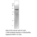 Isocitrate dehydrogenase Positive Control from FabGennix (PC-IDH) - Antibodies.com