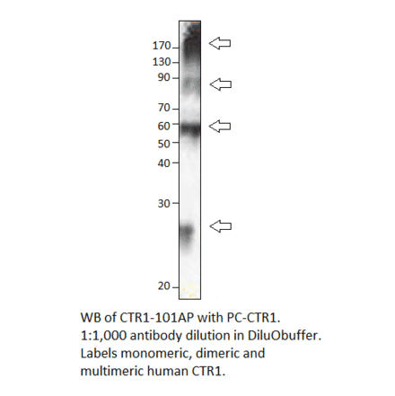 CTR1 / SLC31A1 Positive Control from FabGennix (PC-CTR1) - Antibodies.com