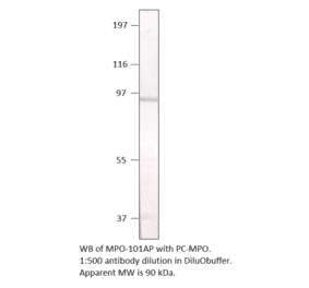 Myeloperoxidase Positive Control from FabGennix (PC-MPO) - Antibodies.com