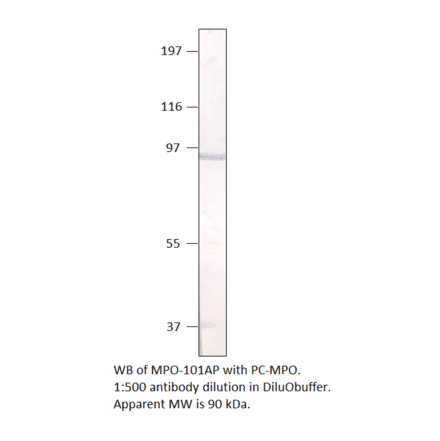 Myeloperoxidase Positive Control from FabGennix (PC-MPO) - Antibodies.com