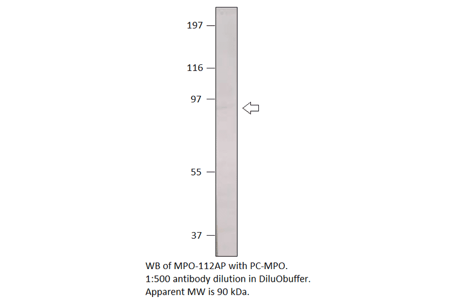 Myeloperoxidase Positive Control from FabGennix (PC-MPO) - Antibodies.com