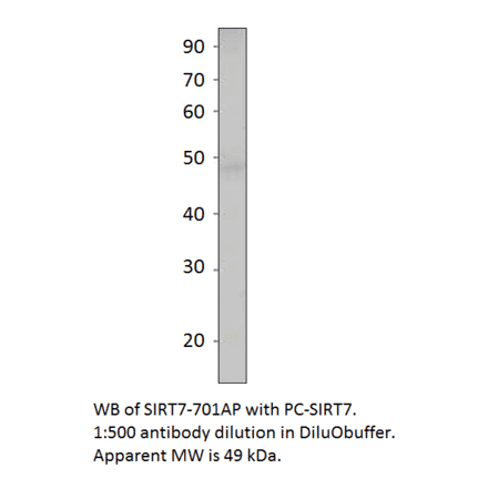 Anti-SIRT7 Antibody Positve Control from FabGennix (PC-SIRT7) - Antibodies.com