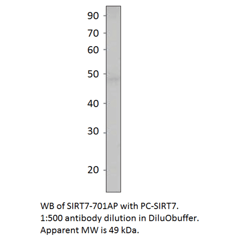 Anti-SIRT7 Antibody Positve Control from FabGennix (PC-SIRT7) - Antibodies.com