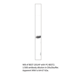 Bestrophin 2 Positive Control from FabGennix (PC-BEST2) - Antibodies.com