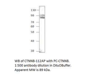 beta Catenin Positive Control from FabGennix (PC-CTNNB) - Antibodies.com